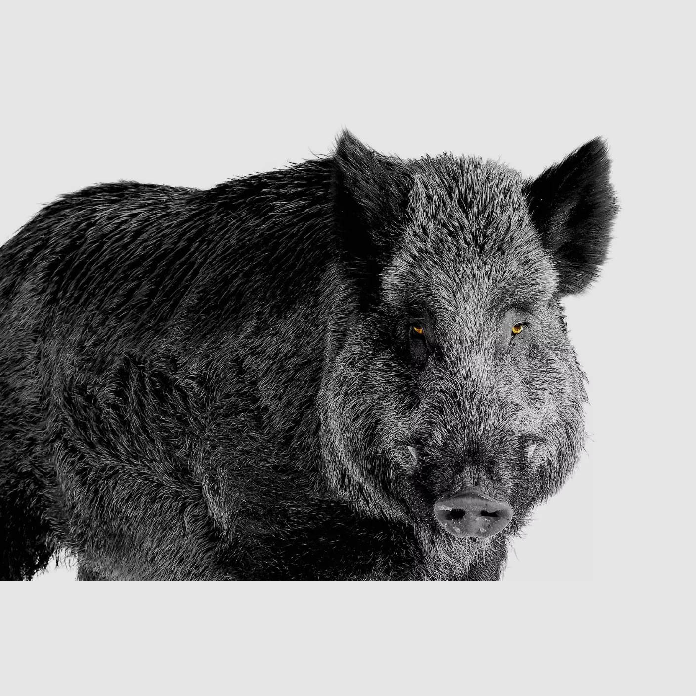 LIEMKE KEILER 25.1 Dispositivo termico portatile 12 μm 1.250 m