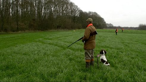 Treibjagd am Niederrhein