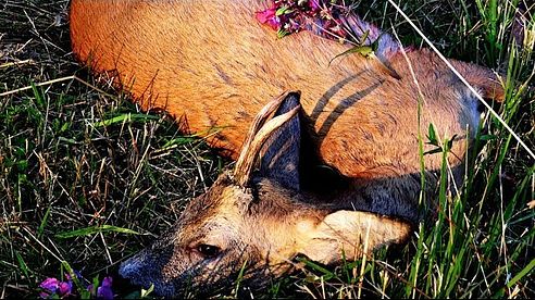 Bockjagd im Juli 2018