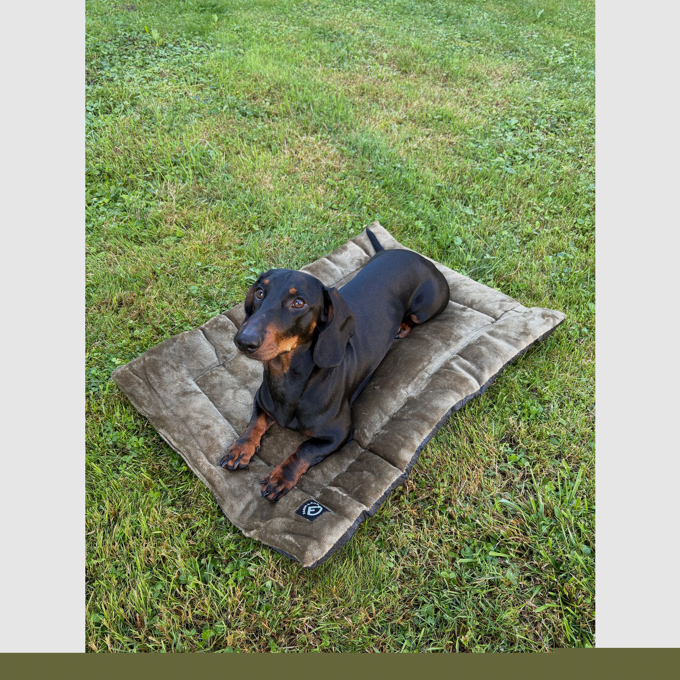 Coperta per cani in velluto