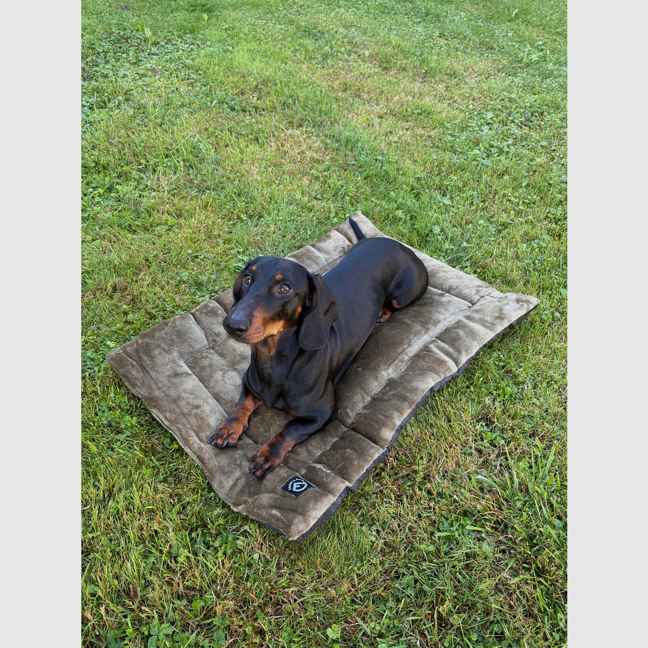 Velvet dog blanket