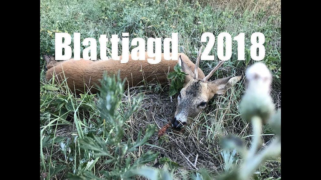 Blattjagd 2018