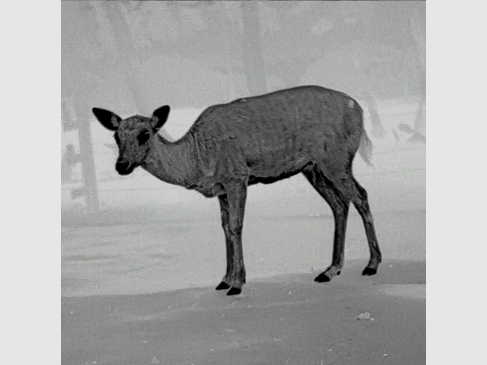 PARD PARD Predator 640 LRF appareil de vision thermique