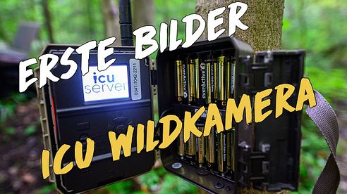 Wildkamera Kontrolle - erste Bilder