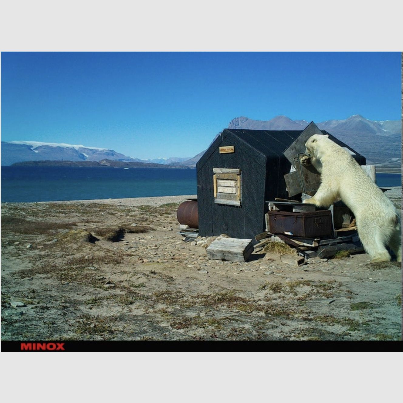 Minox 80406283 DTC 1200 4G Wildkamera Beobachtungskamera Fotofalle