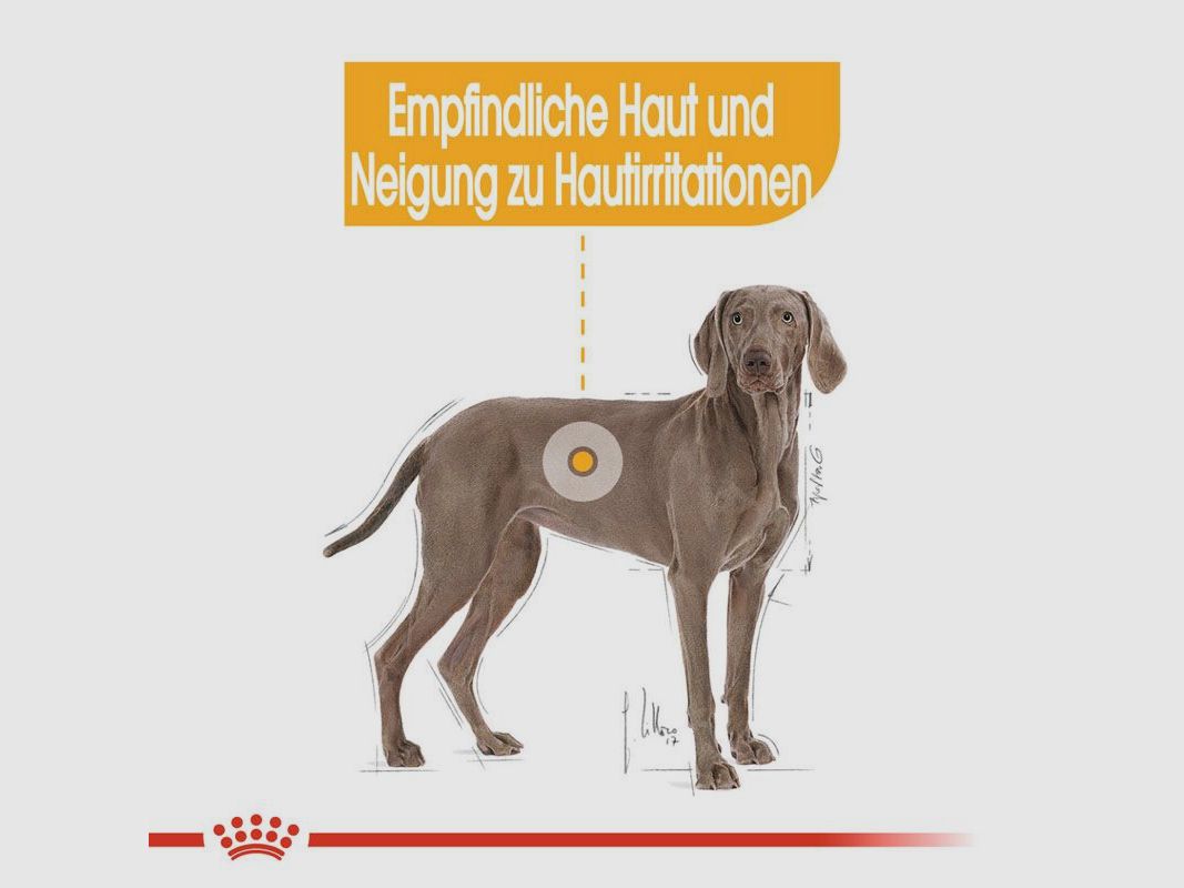 ROYAL CANIN Große Hunde Trockenfutter Dermacomfort Maxi für empfindliche Haut