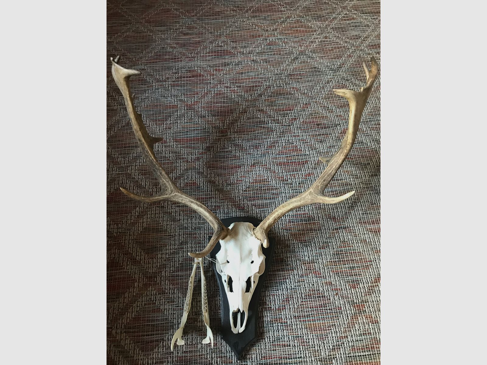 Damhirsch Aufgesetzt