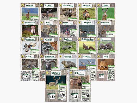 Lernort Natur-Tierposter Set (22 Motive)