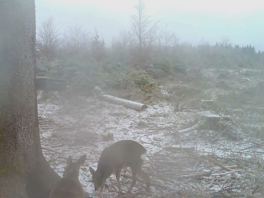 ICU Cam 5 Wildkamera