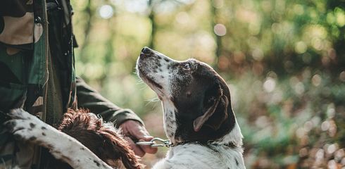 Planung ist alles: So holst du dir den perfekten Jagdhund ins Haus