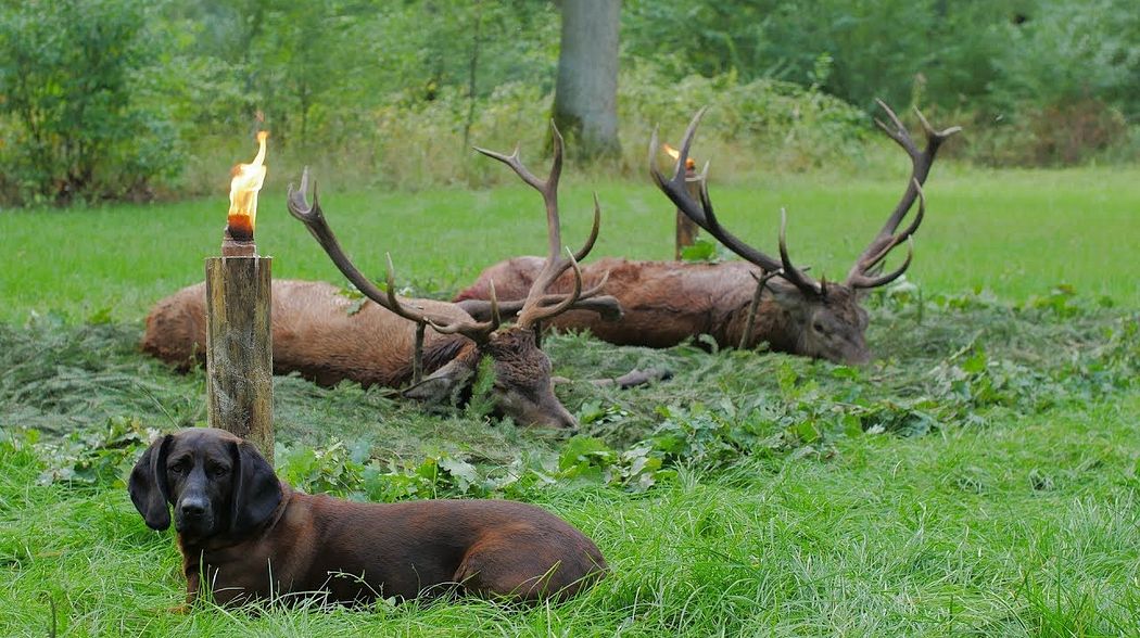 2 starke Hirsche in Pommern - Polen gestreckt