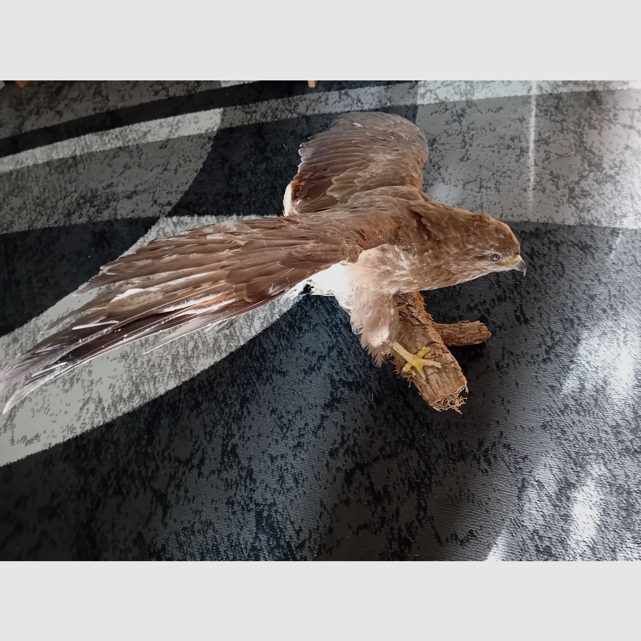 Mäusebussard präpariert auf einem Ast