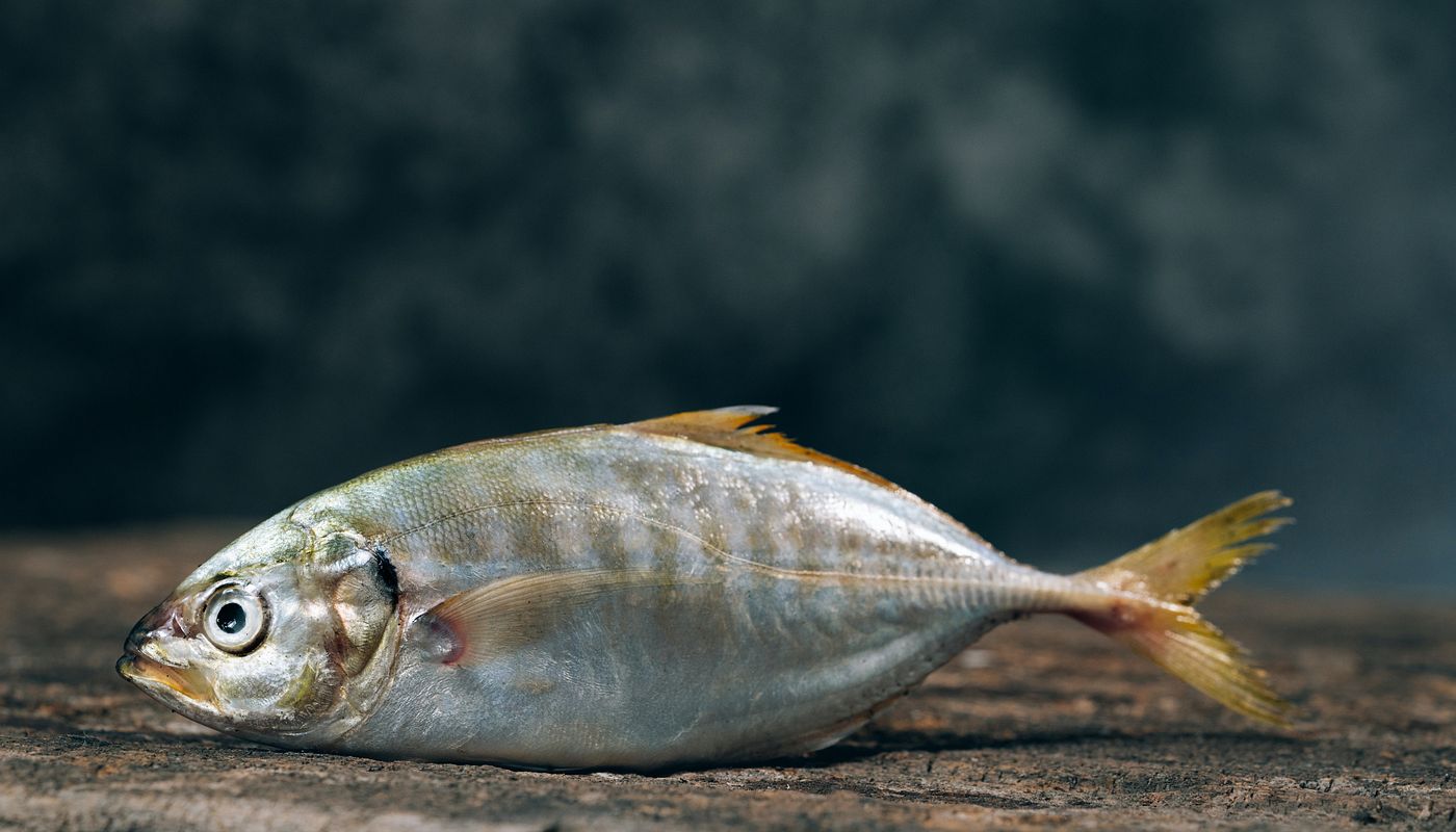 Le migliori app per la determinazione dei pesci: Quale pesce ho catturato?