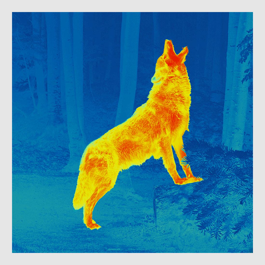 BRANDNEU Wärmebildgerät Pulsar Telos XP50 SOFORT LIEFERBAR, OVP, vom PULSAR EXPERT-HÄNDLER