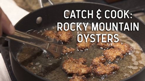 Catch and Cook: Rocky Mountain Oysters