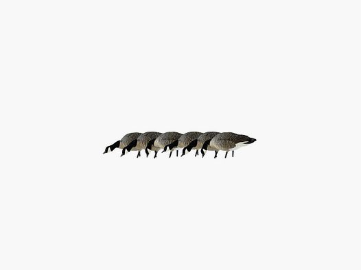 6 forme di AvianX Full Body oca