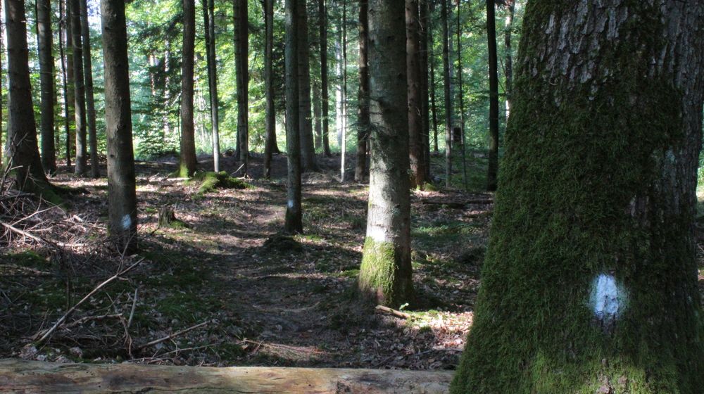 Pirschweg wieder finden - auch bei Nacht