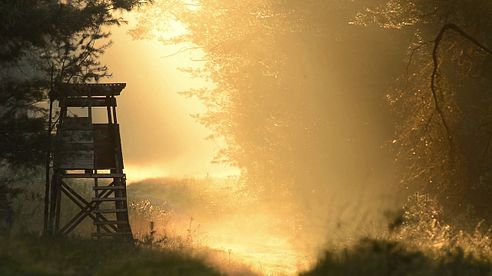 Abnormer Rehbock - Schwarzwildjagd im Sommer