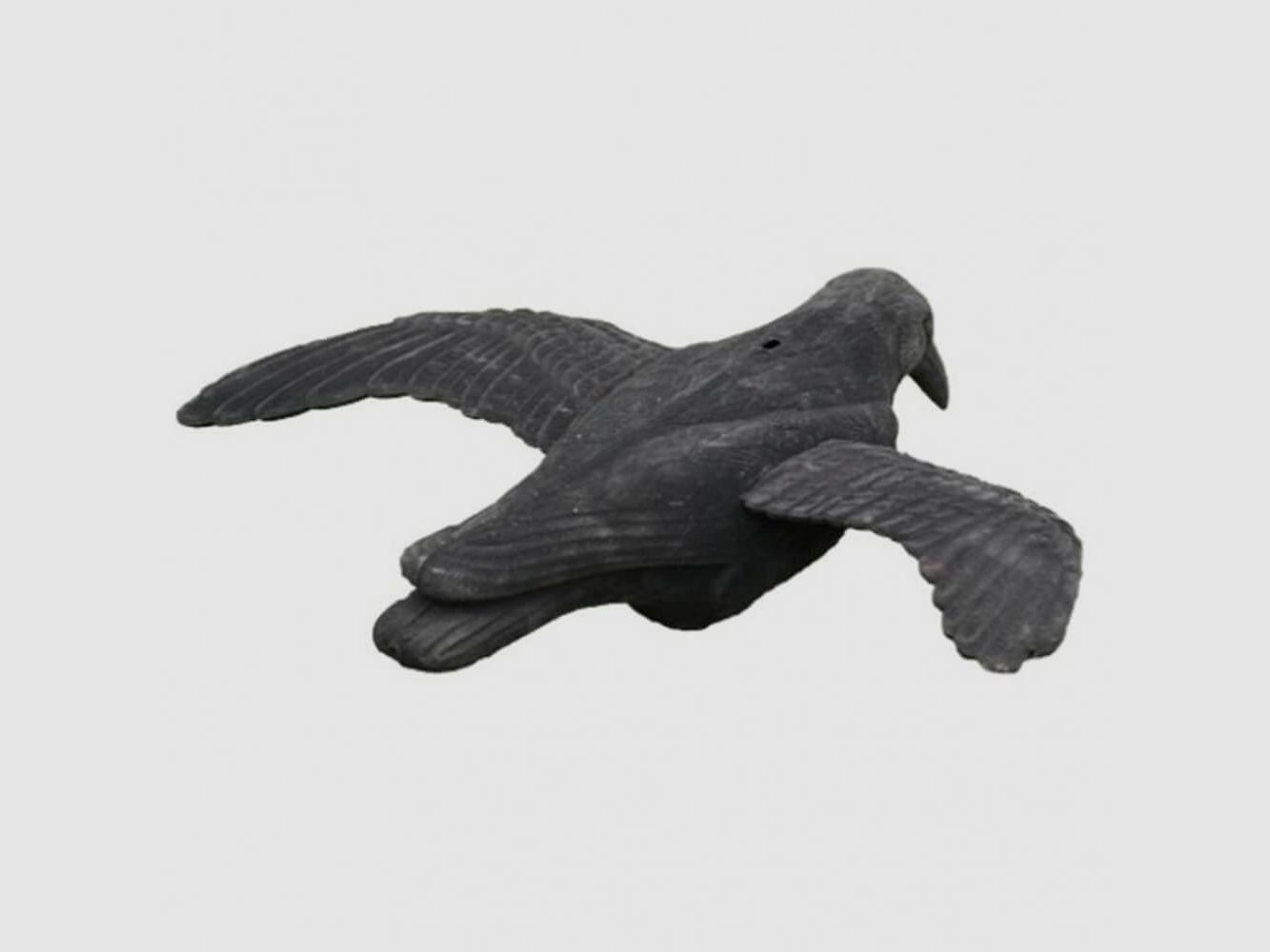 Beflockte Lockkrähe -fliegend