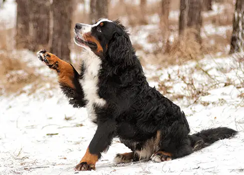 Paw Care for Your Dog - What You Should Consider