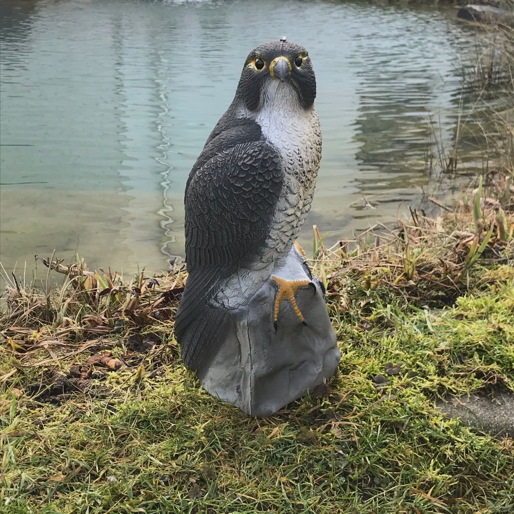 Sitting Falcon, image 1 of 2
