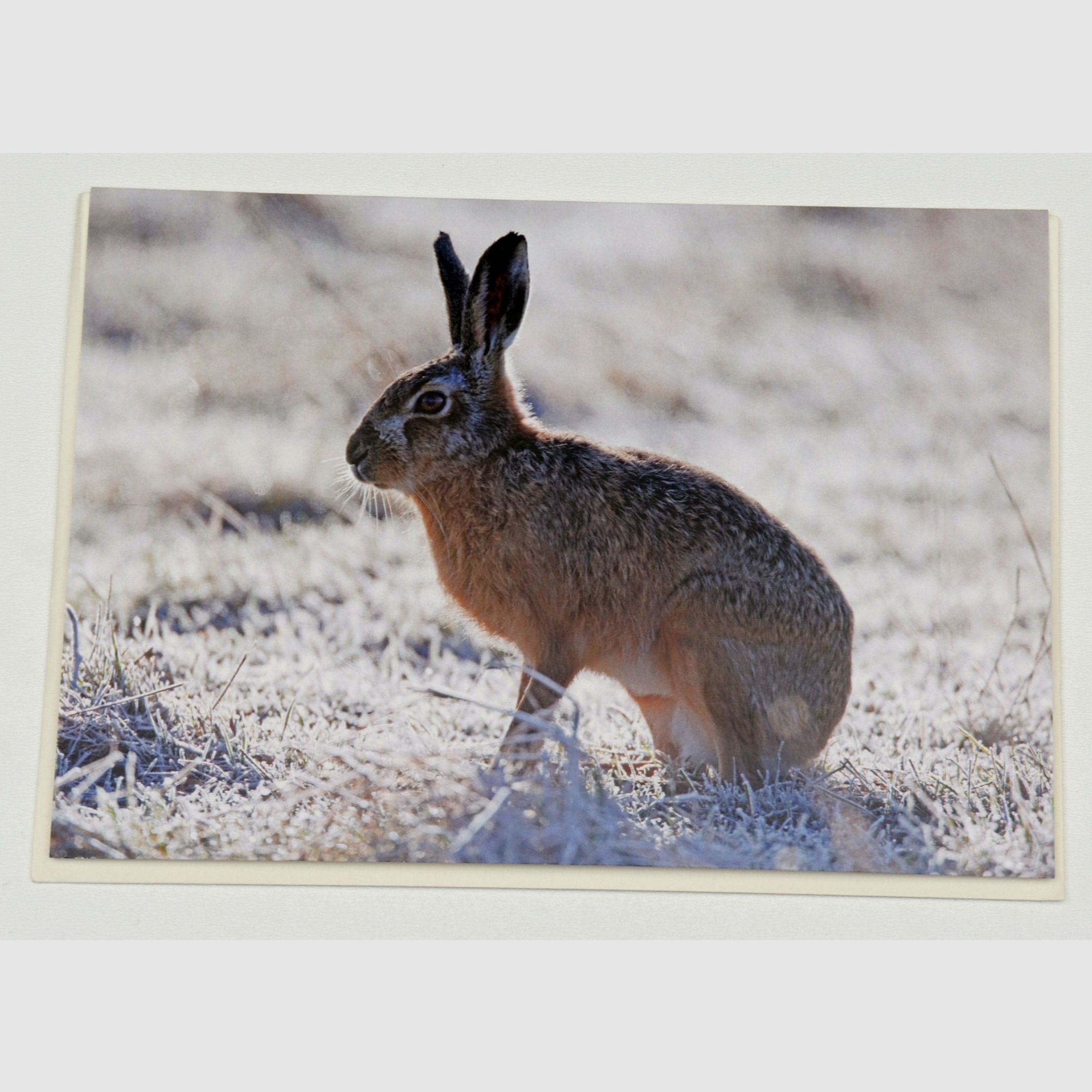 Grußkarte Hase