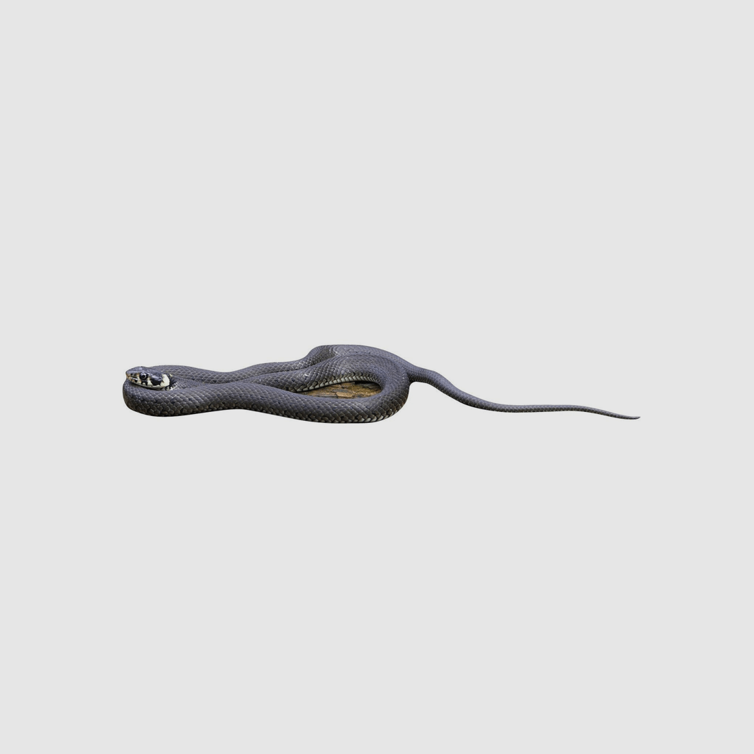 Supporto per animali Serpente anellato