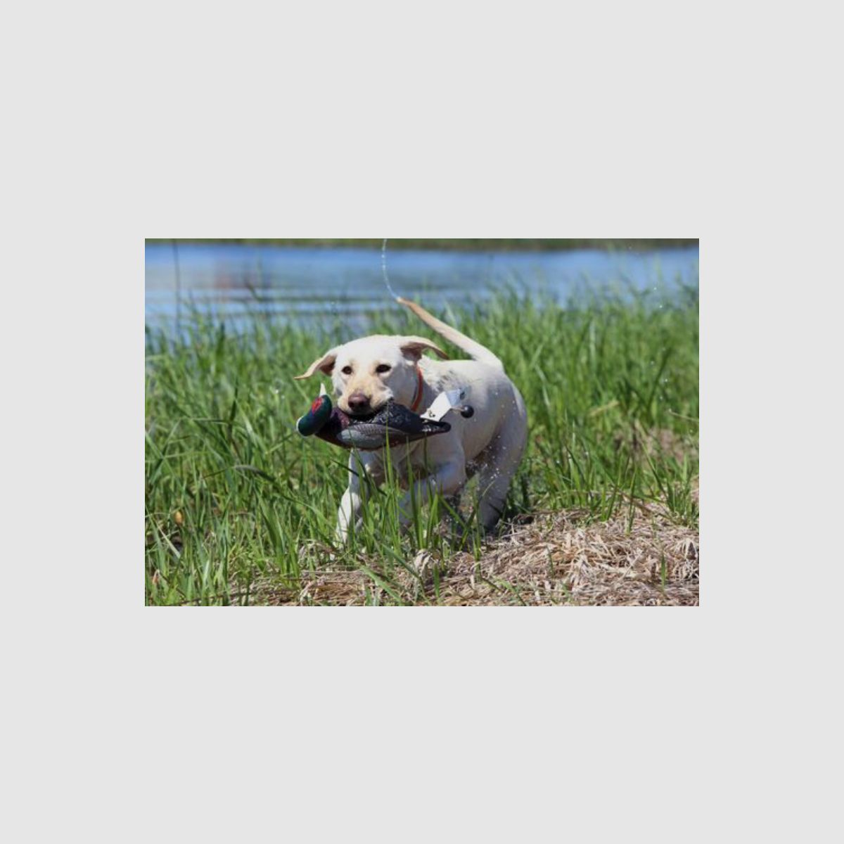 ASD Retrieve dummy EZ Bird Pheasant