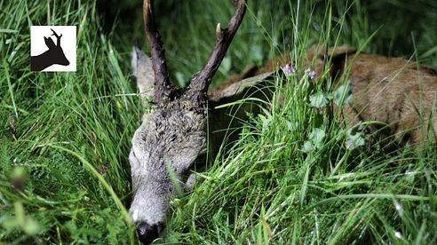 Roebuck called in during the rut - Polowanie na rogacza na wab w czasie rui - Blattjagd 2017 -