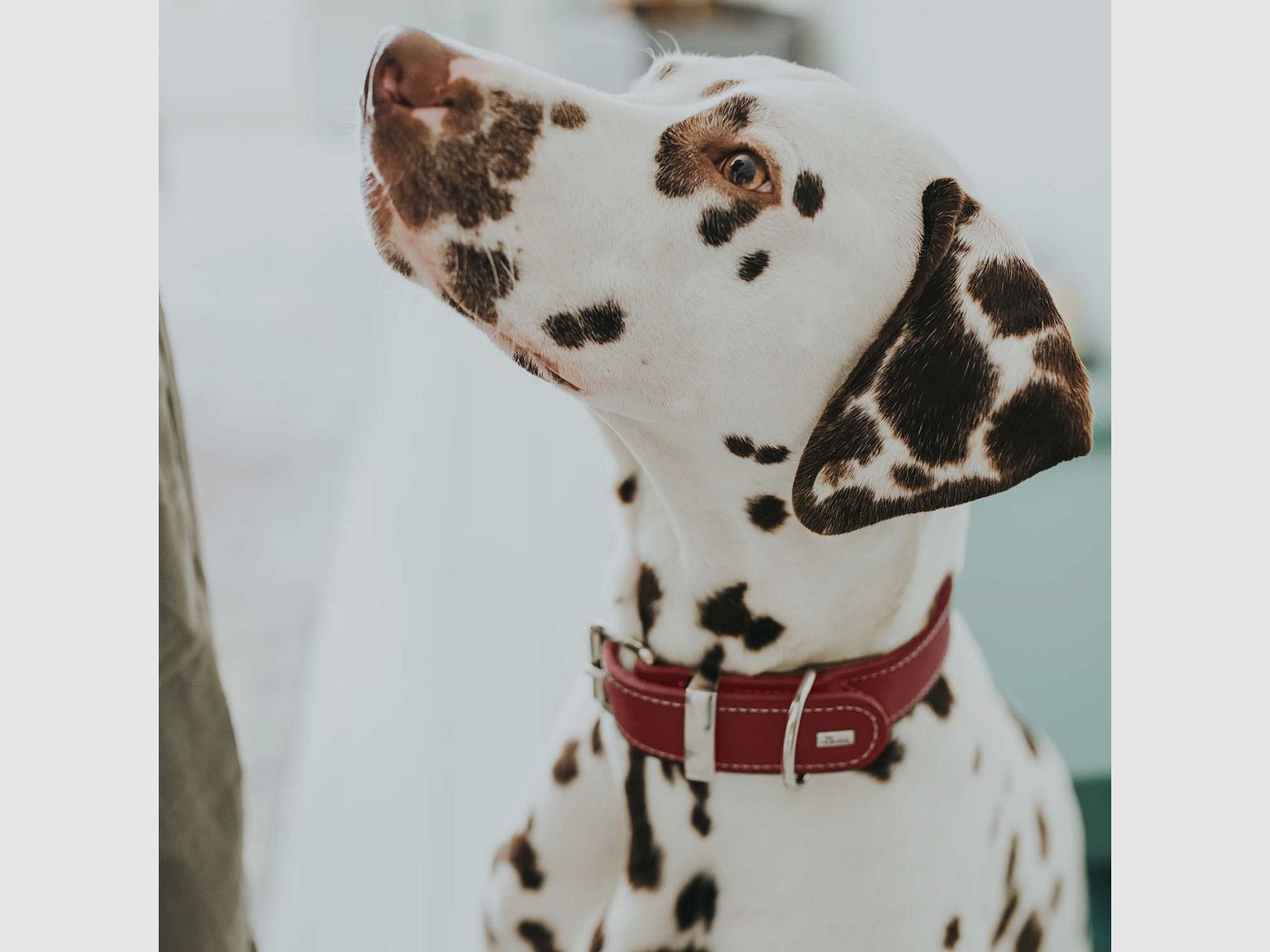 Hunter Halsband Aalborg Special