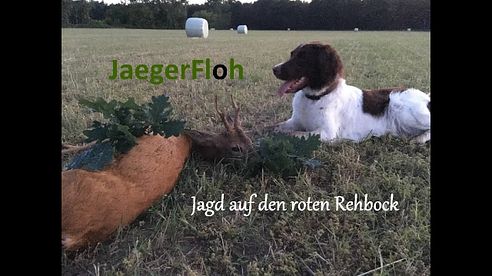 Jagd auf den roten Rehbock im Juni