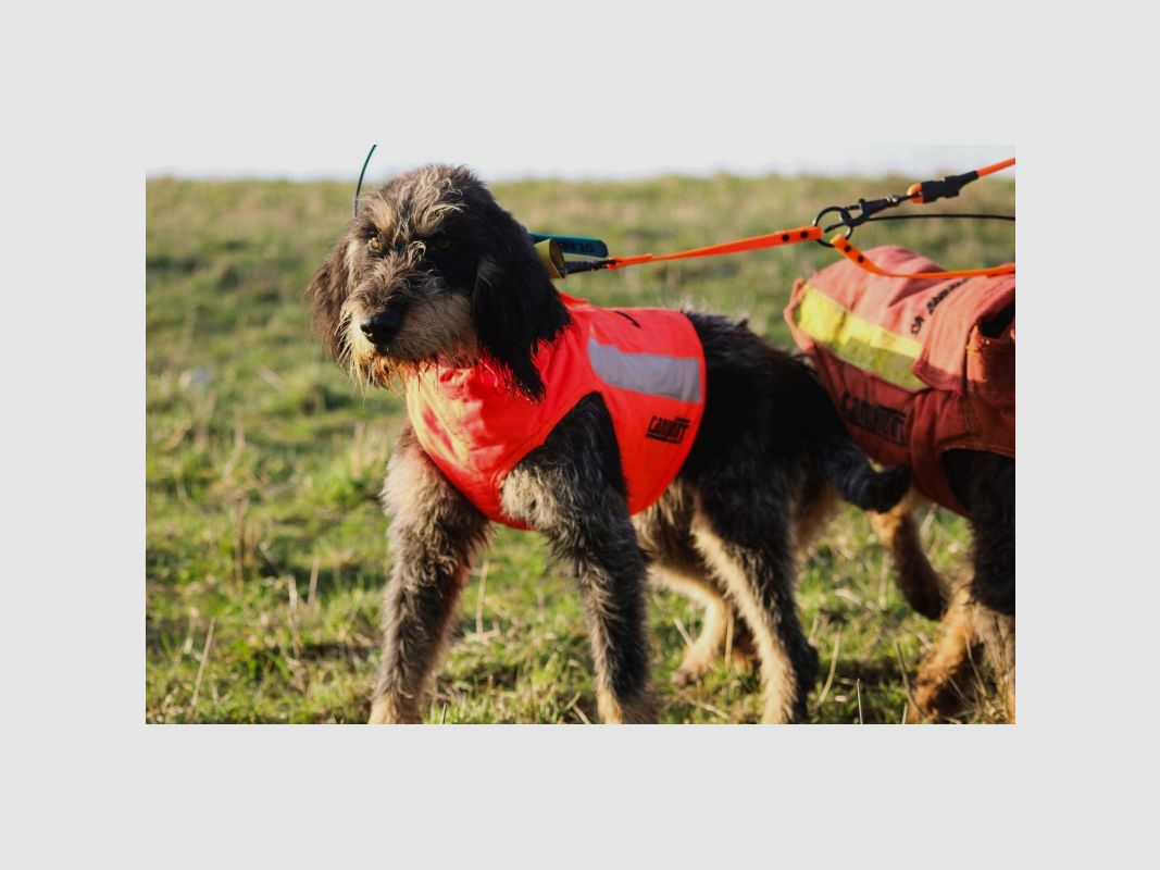 Schutzweste für Hunde PROTECT ECO, Bild 5 von 6