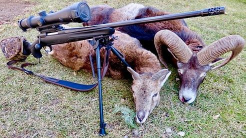 Muffeljagd Februar 2017/ Slovenian Mouflon Sheep Hunt