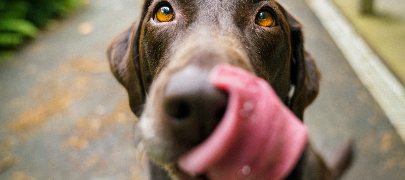 Hund hat Schokolade gegessen - was tun?