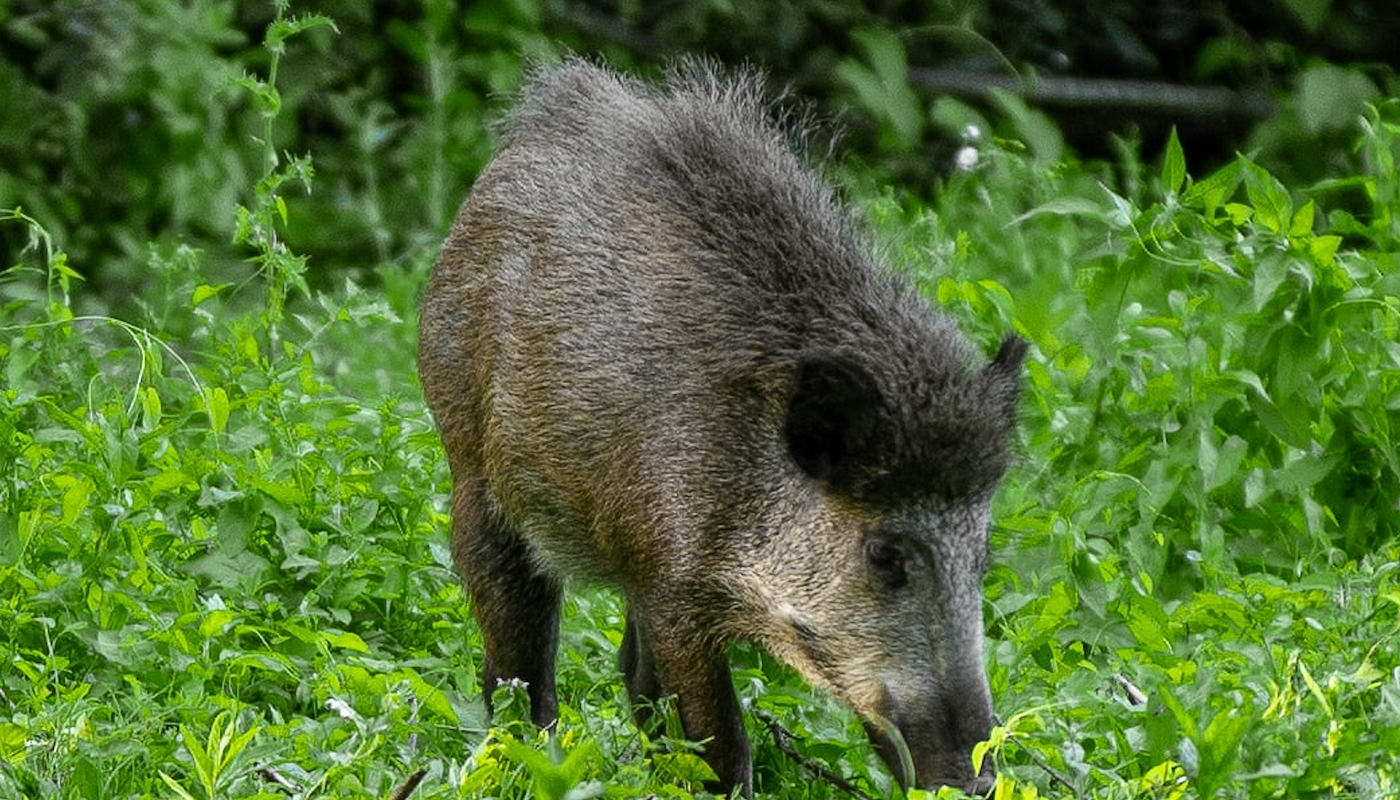 Wildschadensverhütung - die wichtigsten Infos