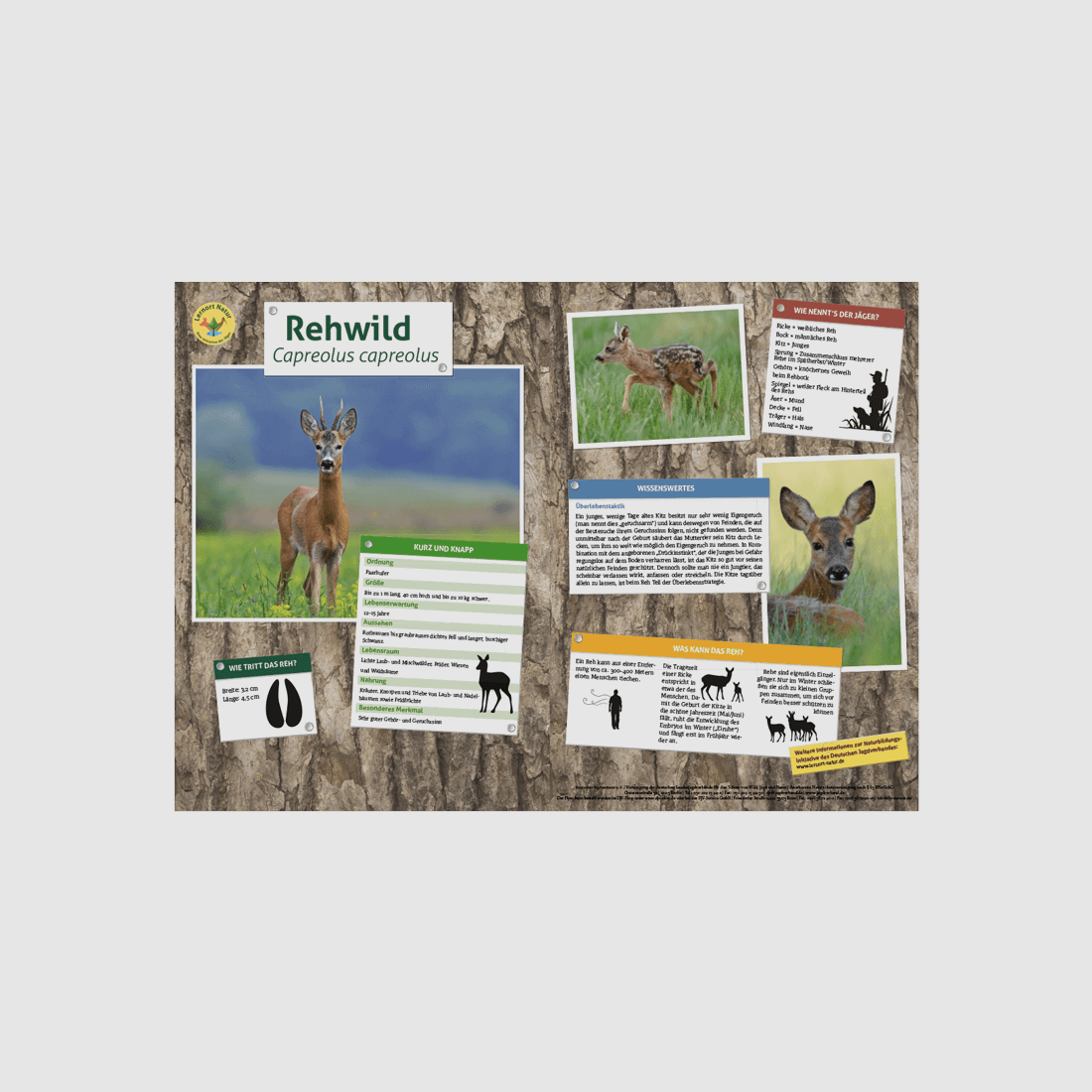 Luogo di apprendimento Natura Tabella animali DIN A3 Capriolo