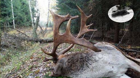 Amazing fallow stag hunting in the rut - Wunderbar Damhirsch erlegd Chasse daim Polowanie na daniele