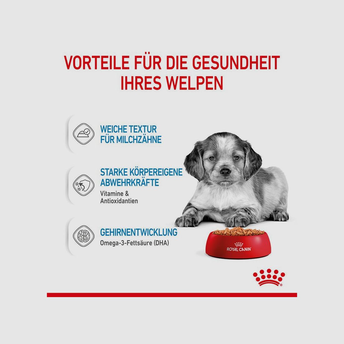 ROYAL CANIN Mittelgroße Hunde Nassfutter Welpen bis zum 12. Monat 10x140 g