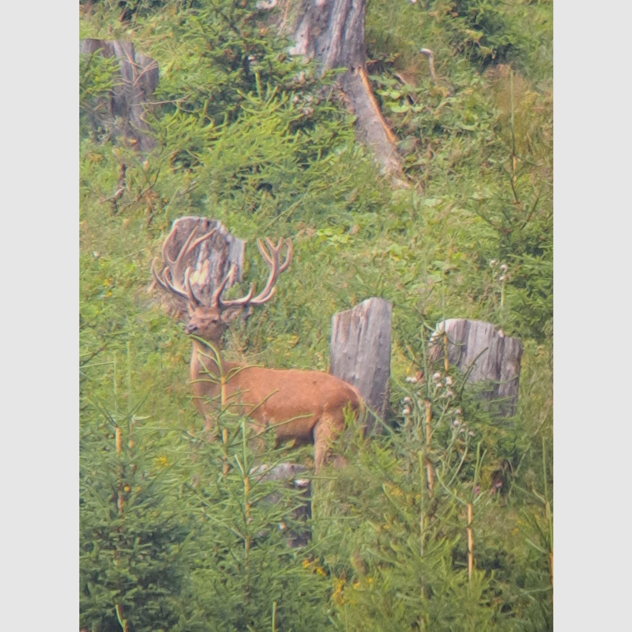 Swarovski Spektiv HD – Komplett-Set | Top-Zustand | 3.500 €