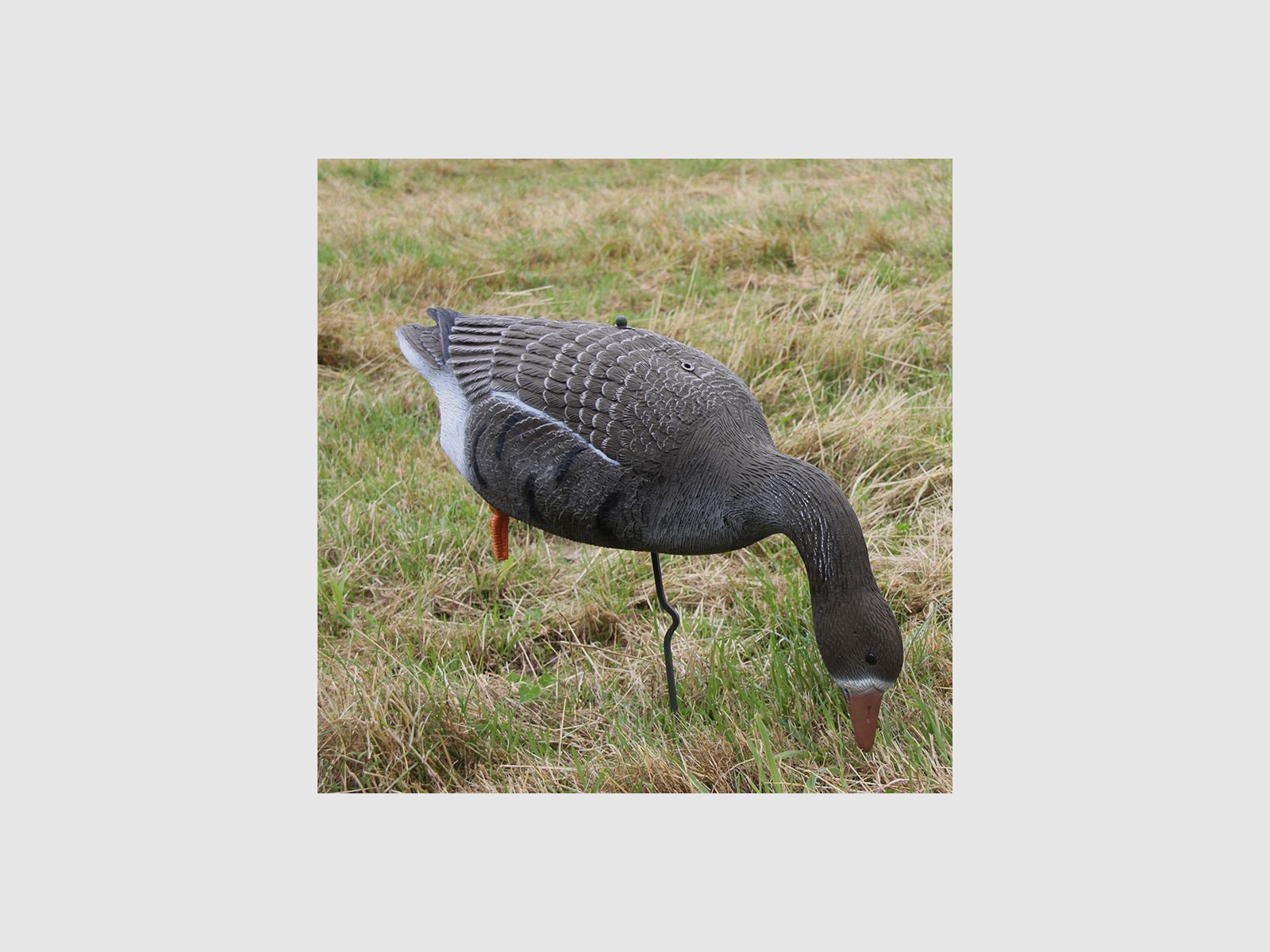 Lockvogel Blässgans