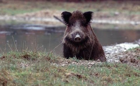 Wildschweine beim Maishäckseln Polowanie, Sauen im Mais