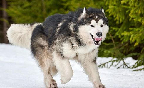 Rasseprofil: Alaskan Malamute