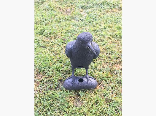 Crow
