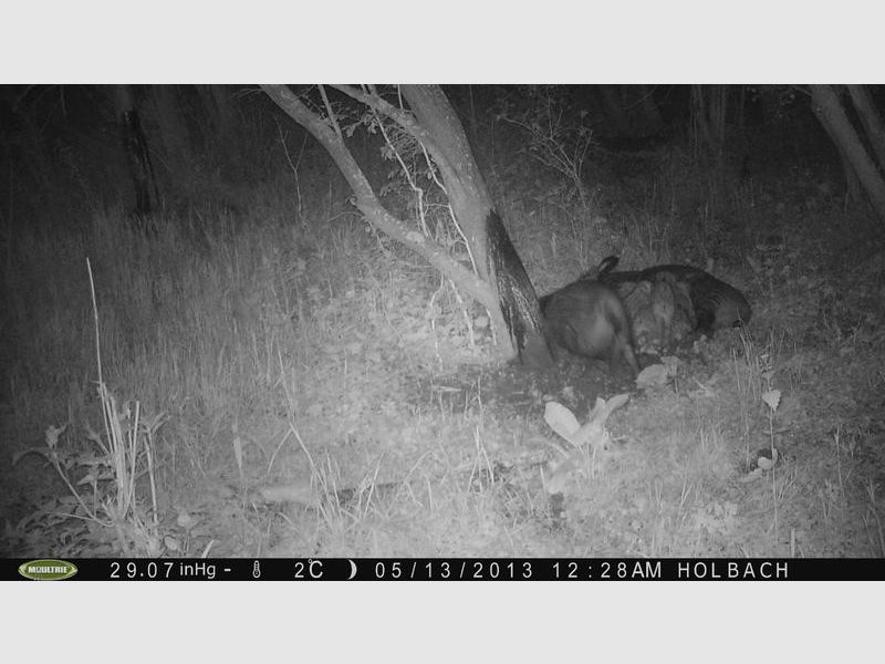 AttraTec No 1 Suhlengold attractif pour sangliers, image 3 sur 6