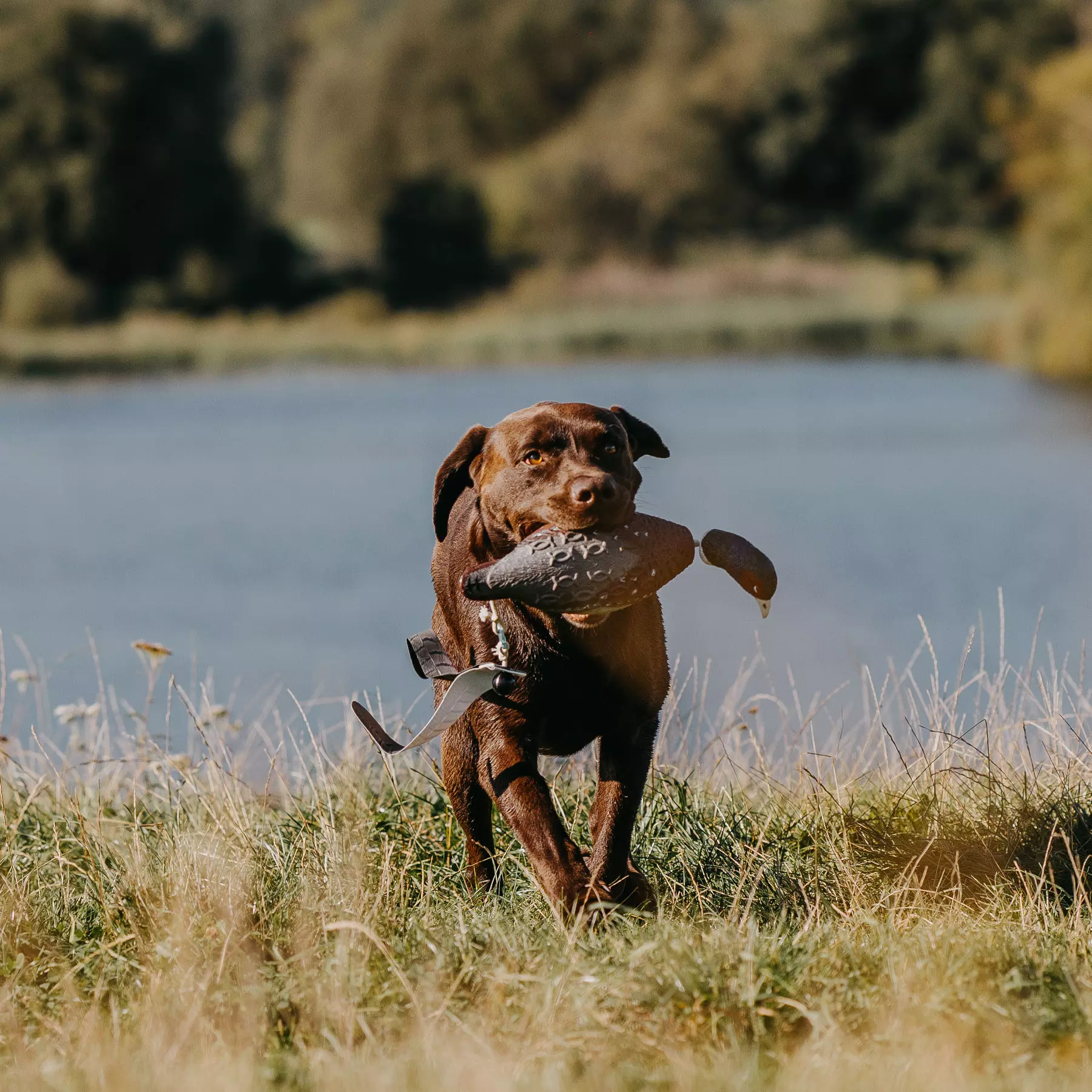 Cane da riporto Fasan, immagine 7 di 8