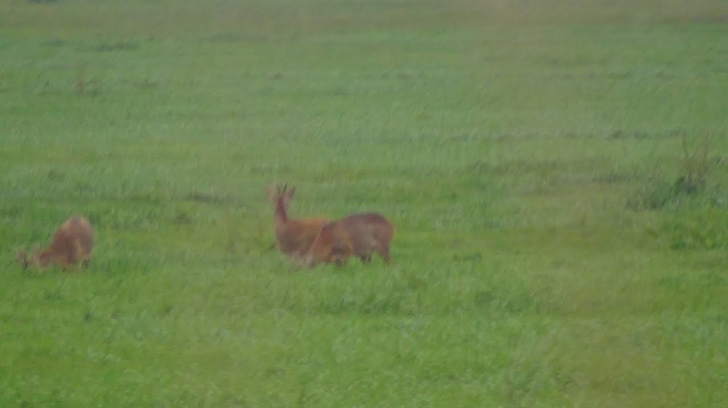 Bockjagd 2017  Bock anblatten  Blattzeit  Deer hunting.