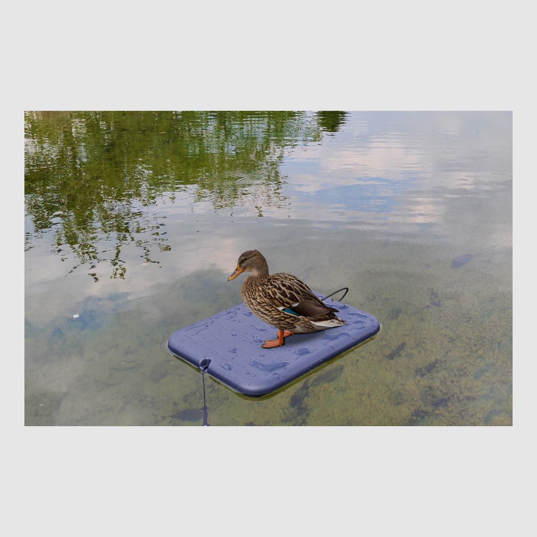 Drijvende Plateau Steun voor Lokvogels - De Ideale Oplossing voor Lokvogels, afbeelding 3 van 3