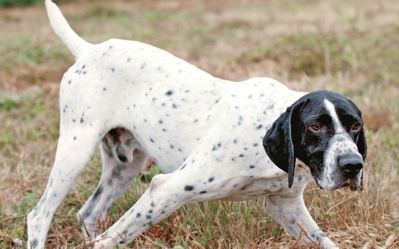 Breed Profile: French Pointer