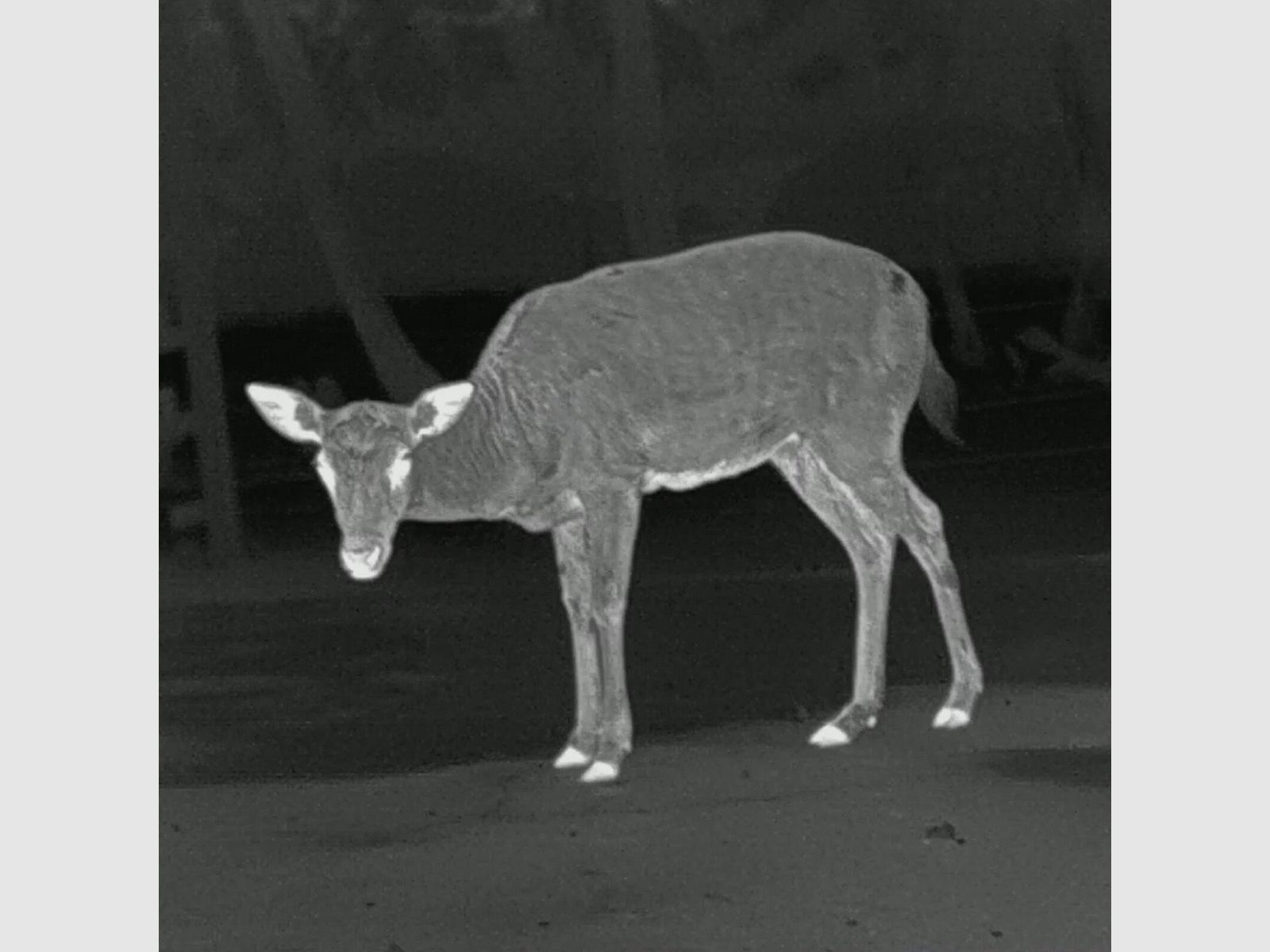 PARD PARD Predator 640 LRF warmtebeeld voorzetapparaat