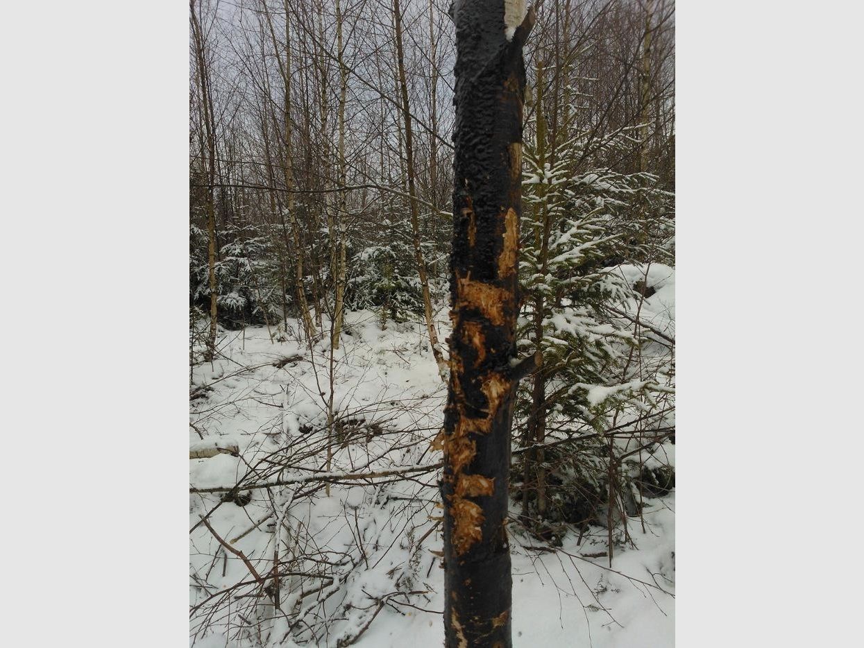 AttraTec No 1 Suhlengold Schwarzwild-Lockmittel, Bild 2 von 6